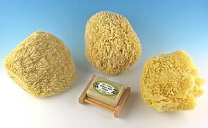 Natural Sea Sponge Sampler Set of 3 – Yellow, Caribbean Grass & Sea Wool ...