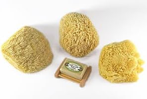 Natural Sea Sponge Sampler Set of 3 – Yellow, Caribbean Grass & Sea Wool ...