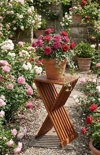 Bare Decor Taj Folding Plantstand End Table in Solid Teak Wood, 28" High