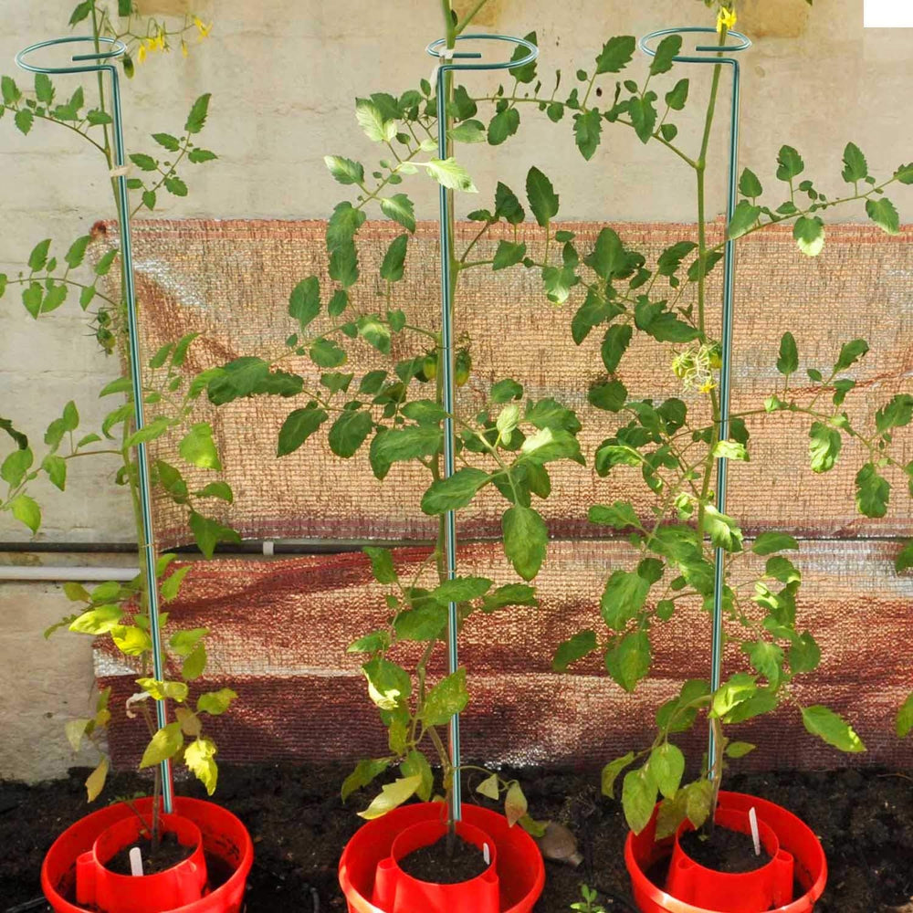 12 Pack 36 inch Plant Support Stakes,Single Stem Plant Support Stake Single P...