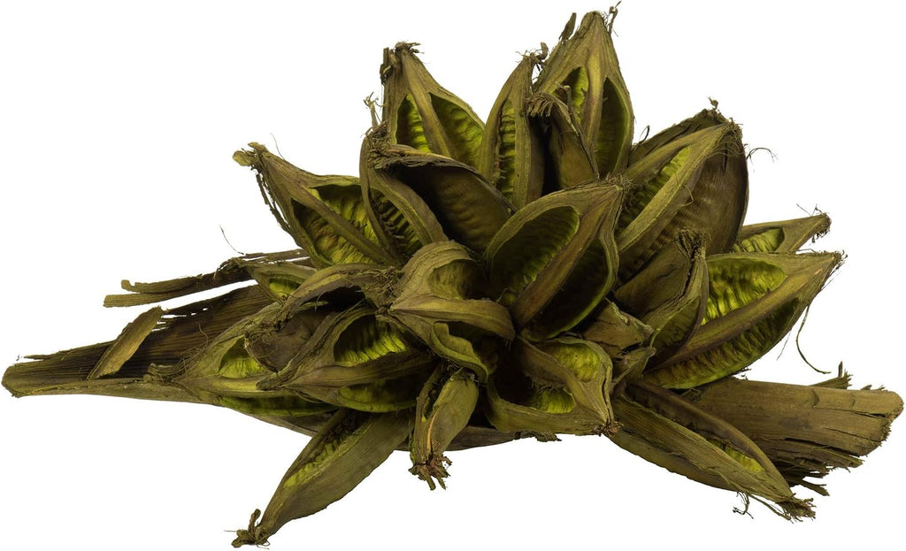 Vickerman Basil Star Pod Extra Large 12" to 16" Height, Real Preserved Pod Decor for Home or Everyday Arrangements, 1 Piece