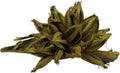 Vickerman Basil Star Pod Extra Large 12" to 16" Height, Real Preserved Pod Decor for Home or Everyday Arrangements, 1 Piece