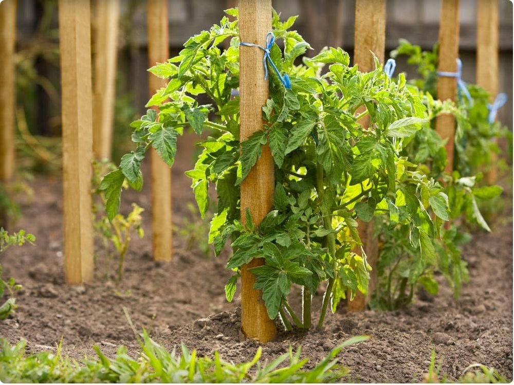 Greenes Fence Grade Stakes 36 in. Long (64-Pack)