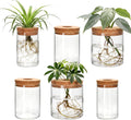 6Pcs 3 Size Glass Plant Propagation Stations, Desktop Flower Vases | Hydroponic Glass Container Vase (2 Large & 2 Medium & 2 Small) for Plant Cuttings, Desks, Living Room, Bedroom, Office Decor
