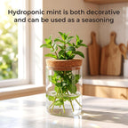 6Pcs 3 Size Glass Plant Propagation Stations, Desktop Flower Vases | Hydroponic Glass Container Vase (2 Large & 2 Medium & 2 Small) for Plant Cuttings, Desks, Living Room, Bedroom, Office Decor