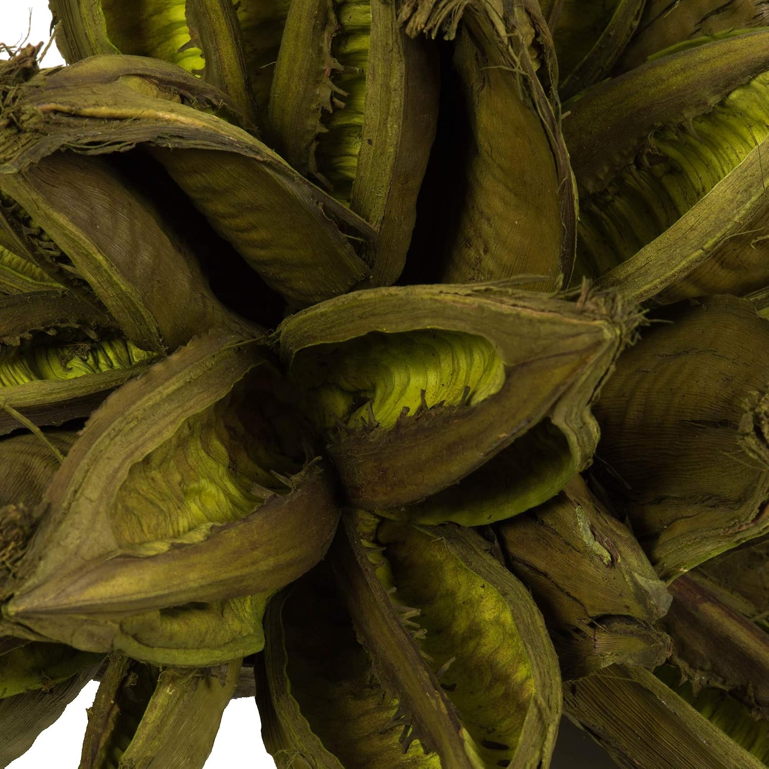 Vickerman Basil Star Pod Extra Large 12" to 16" Height, Real Preserved Pod Decor for Home or Everyday Arrangements, 1 Piece