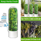 Cilantro Container for Fridge, Herb Saver for Refrigerator - Fresh Herb Keeper for Cilantro, Basil, Asparagus, Parsley, Keeps Greens Vegetables for 2-3 Weeks