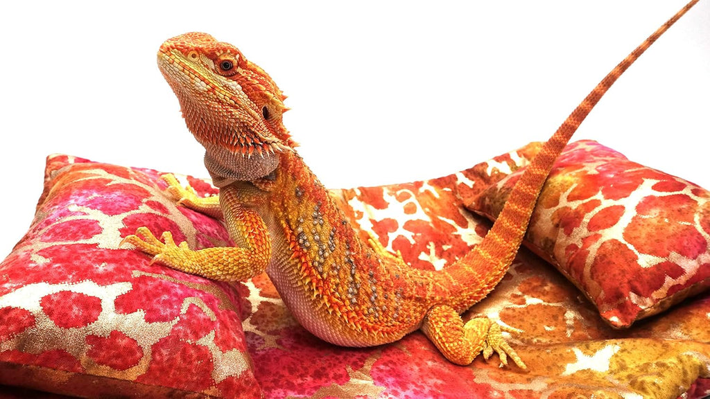 Chaise Lounge for Bearded Dragons, Tie Dye Golden Splash Fabric
