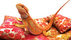 Chaise Lounge for Bearded Dragons, Tie Dye Golden Splash Fabric