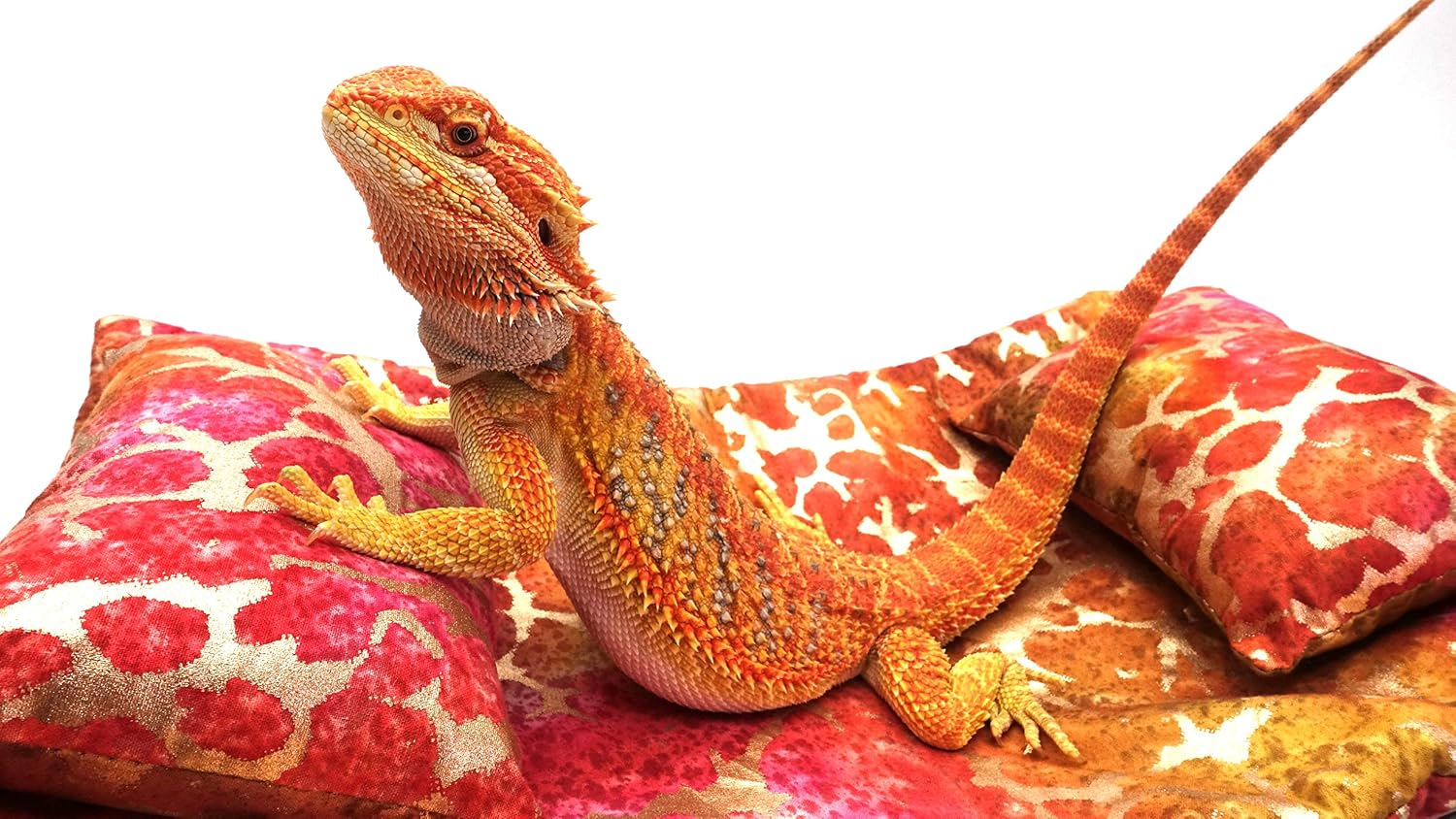 Chaise Lounge for Bearded Dragons, Tie Dye Golden Splash Fabric