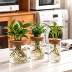 6Pcs 3 Size Glass Plant Propagation Stations, Desktop Flower Vases | Hydroponic Glass Container Vase (2 Large & 2 Medium & 2 Small) for Plant Cuttings, Desks, Living Room, Bedroom, Office Decor