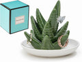 Aloe Ring Holder Ceramic Ring Dish, Jewelry Holder Dish Trinket Tray For Rings Earrings Trinkets Organizer, Christmas Birthday Bridesmaid Gifts for Women