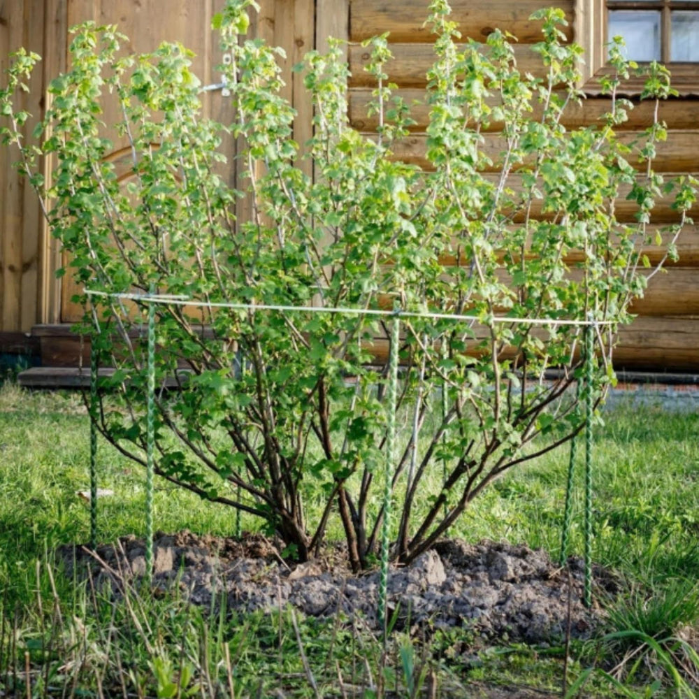 6 Ft Fiberglass Eco Friendly Garden Stakes 20 Pack (Height/Quantity Options) ...