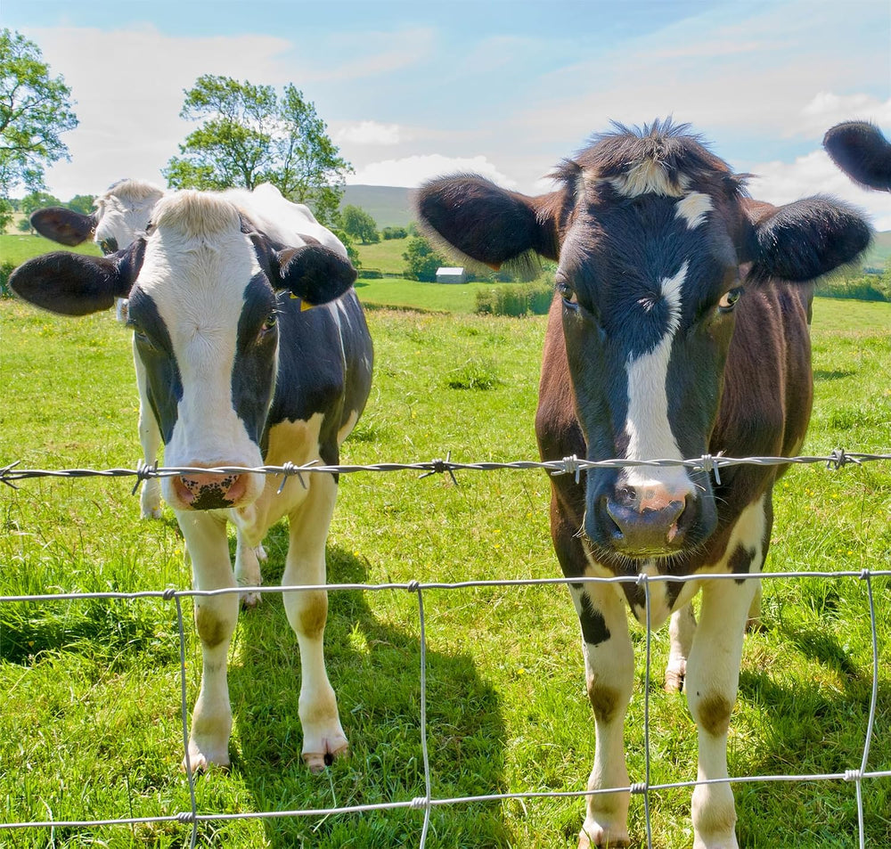 Cattle Fence 5ft x 164ft, Galvanized Farm Fence & Metal Wire Fencing