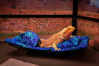 Chaise Lounge for Bearded Dragons, Sea Turtles Fabric